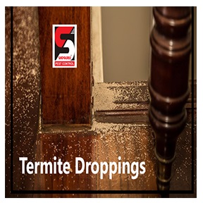 Termite Droppings - sadguru pest control.png